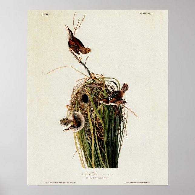 Audubon Marsh Wren Poster (Framsidan)
