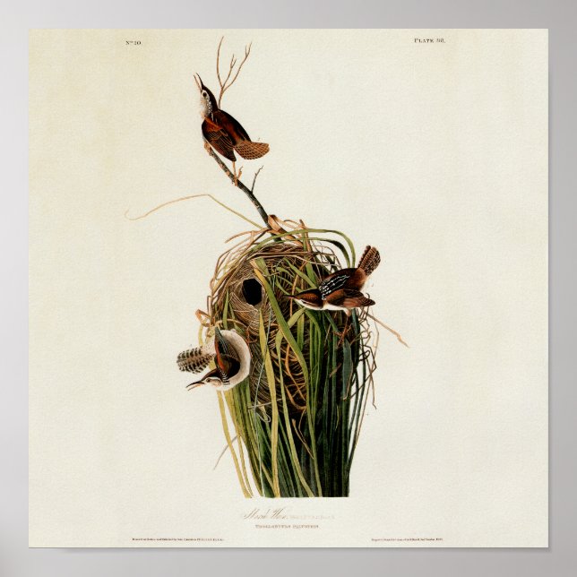 Audubon Marsh Wren Poster (Framsidan)
