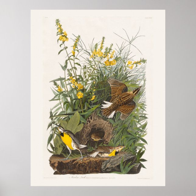 Audubon Meadowlark Botanical Print Poster (Framsidan)