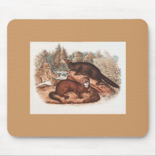 Audubon - Mink Musmatta