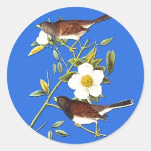 Audubon Mörk Eyed Junco Bird Art Stickers Runt Klistermärke