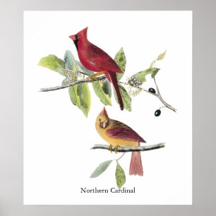 Audubon nordlig kardinal poster