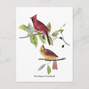 Audubon nordlig kardinal vykort