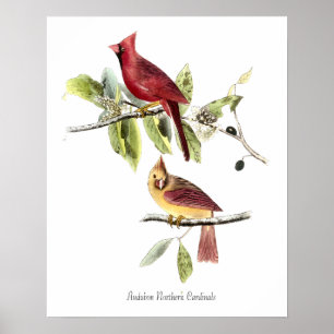 Audubon Norra Kardinaler Affisch