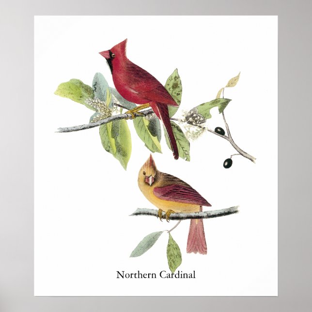 Audubon Northern Cardinal Poster (Framsidan)