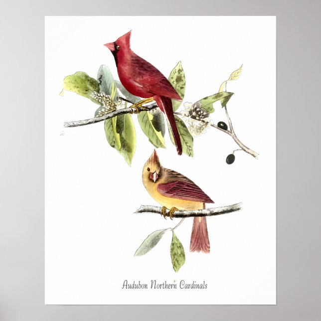 Audubon Northern Cardinals Affisch (Framsidan)