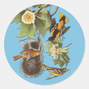 Audubon Northern Oriole Bird Art Stickers Runt Klistermärke