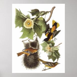 Audubon Oriole poster