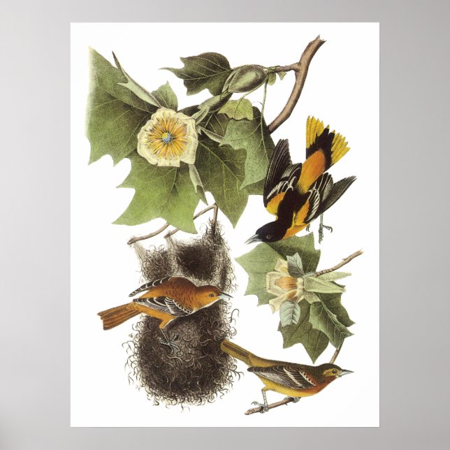 Audubon Oriole Poster (Framsidan)