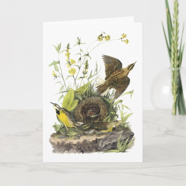 Audubon östra Meadowlard Helgkort (Framsida)