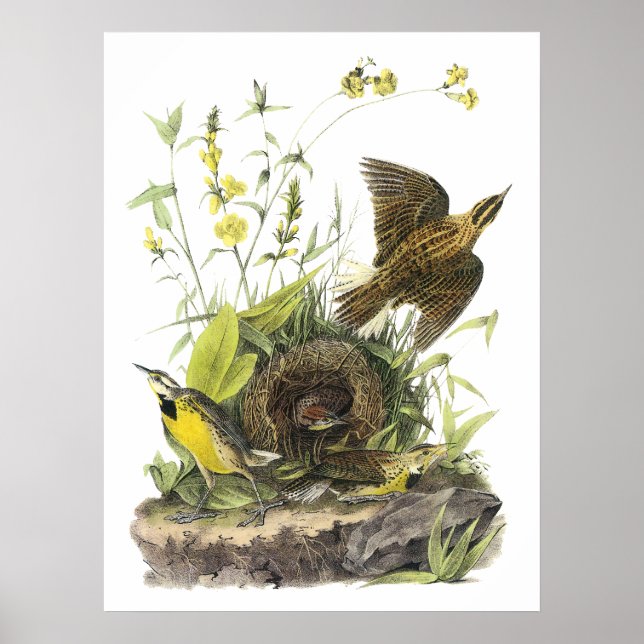 Audubon Östra Meadowlard Poster (Framsidan)