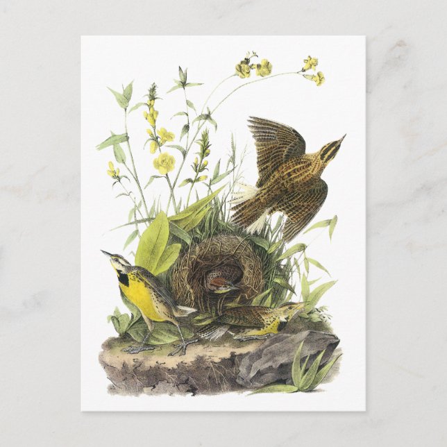 Audubon Östra Meadowlard Vykort (Framsida)