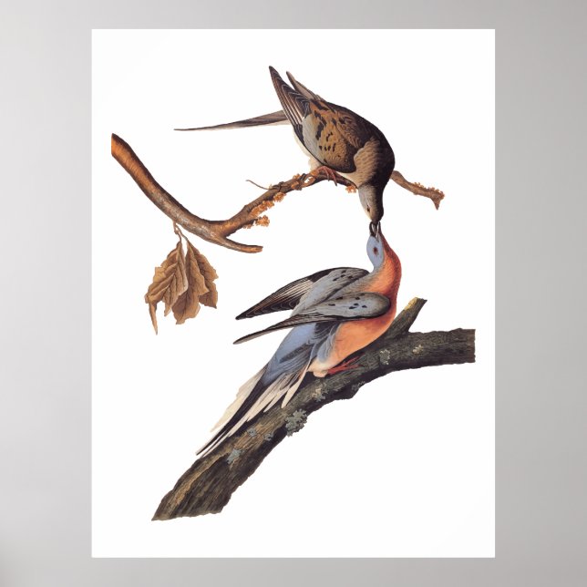 Audubon Pair Kissing Passenger Pigeons Poster (Framsidan)