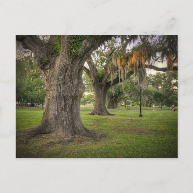 Audubon Park Live Oaks Vykort (Framsida)