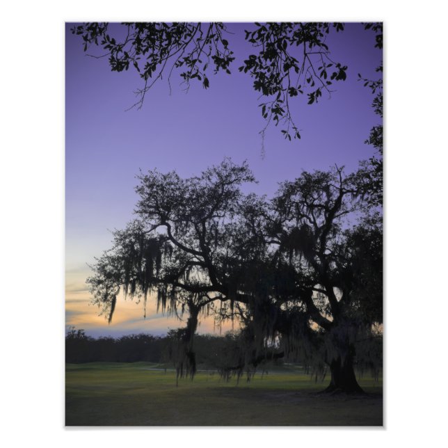 Audubon Park Sunset Fototryck (Framsidan)