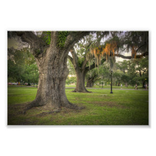 Audubon parkerar levande Oaks Fototryck