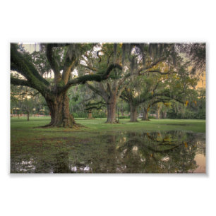 Audubon parkerar regnar fototryck