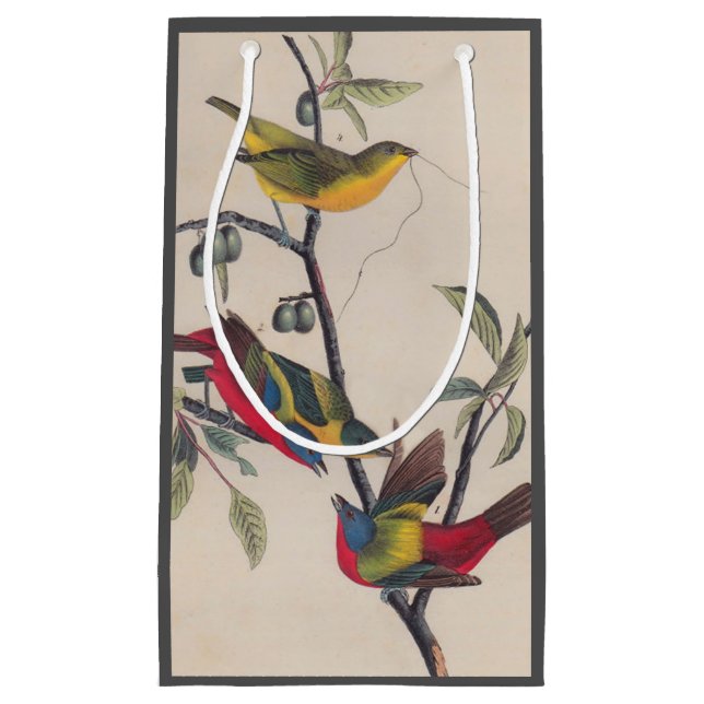 Audubon Pavisserligen Bunting Bird Wildlife (Framsidan)