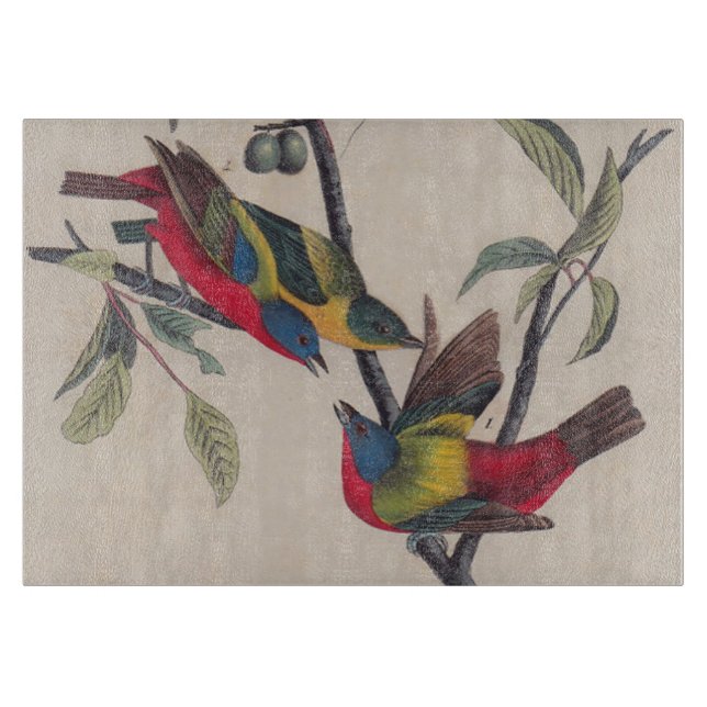 Audubon Pavisserligen Bunting Bird Wildlife (Framsidan)