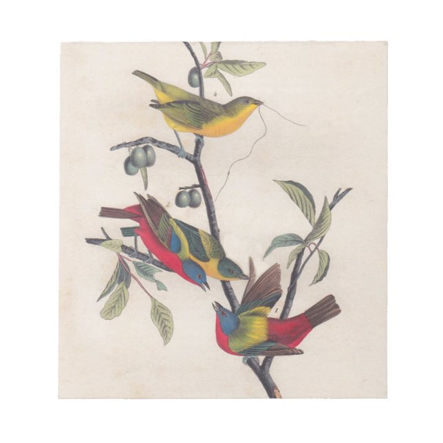 Audubon Pavisserligen Bunting Bird Wildlife Anteckningsblock (Framsida)