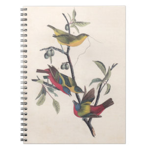 Audubon Pavisserligen Bunting Bird Wildlife Anteckningsbok