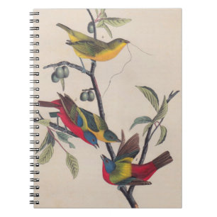 Audubon Pavisserligen Bunting Bird Wildlife Anteckningsbok Med Spiral
