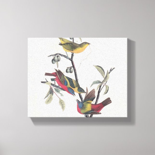 Audubon Pavisserligen Bunting Bird Wildlife Canvastryck (Framsida)