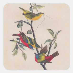 Audubon Pavisserligen Bunting Bird Wildlife Fyrkantigt Klistermärke