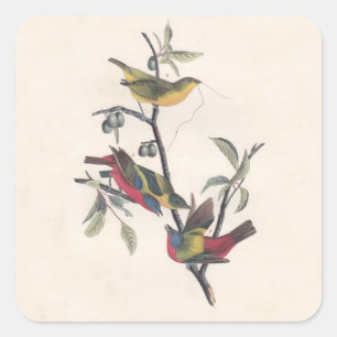 Audubon Pavisserligen Bunting Bird Wildlife Fyrkantigt Klistermärke