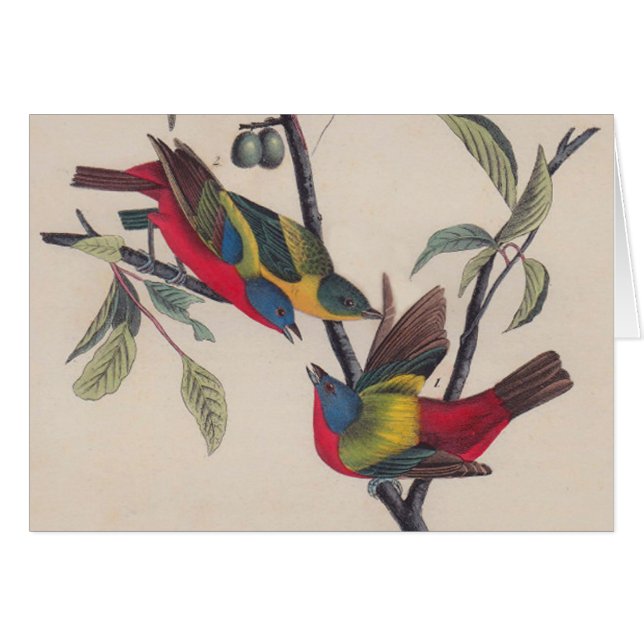Audubon Pavisserligen Bunting Bird Wildlife Hälsningskort (Framsidan Horizontal)