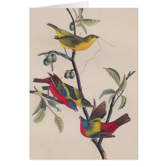 Audubon Pavisserligen Bunting Bird Wildlife Hälsningskort (Framsidan)