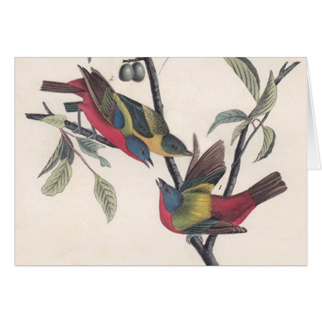 Audubon Pavisserligen Bunting Bird Wildlife Hälsningskort (Framsidan Horizontal)