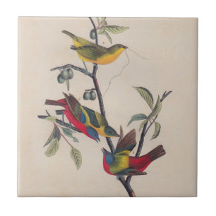 Audubon Pavisserligen Bunting Bird Wildlife Kakelplatta