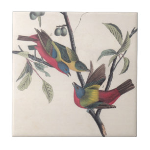 Audubon Pavisserligen Bunting Bird Wildlife Kakelplatta