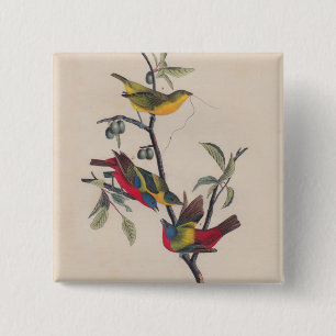 Audubon Pavisserligen Bunting Bird Wildlife Knapp