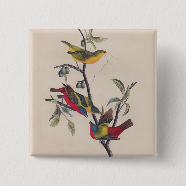Audubon Pavisserligen Bunting Bird Wildlife Knapp (Framsida)