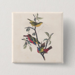 Audubon Pavisserligen Bunting Bird Wildlife Knapp