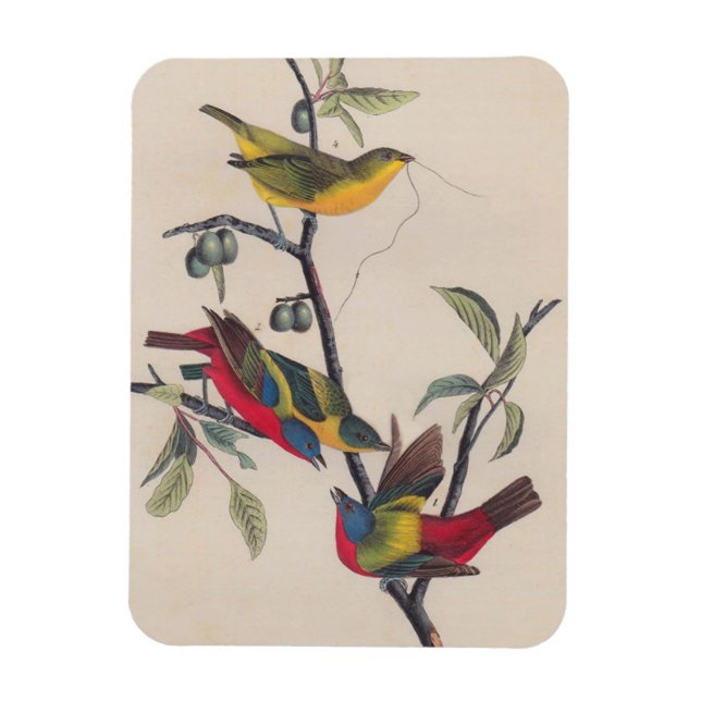 Audubon Pavisserligen Bunting Bird Wildlife Magnet (Vertikal)