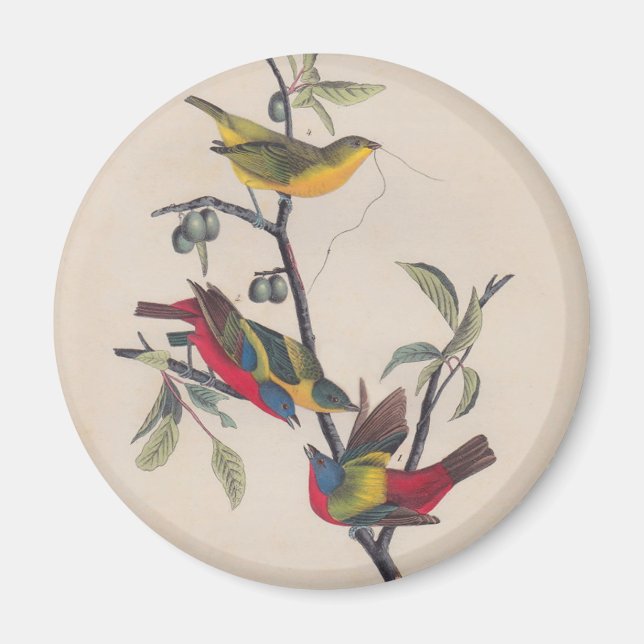Audubon Pavisserligen Bunting Bird Wildlife Magnet (Framsidan)