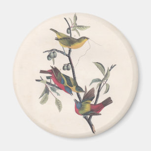 Audubon Pavisserligen Bunting Bird Wildlife Magnet
