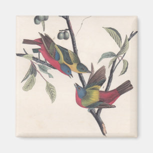 Audubon Pavisserligen Bunting Bird Wildlife Magnet
