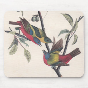 Audubon Pavisserligen Bunting Bird Wildlife Musmatta