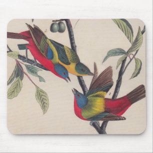 Audubon Pavisserligen Bunting Bird Wildlife Musmatta