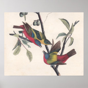 Audubon Pavisserligen Bunting Bird Wildlife Poster