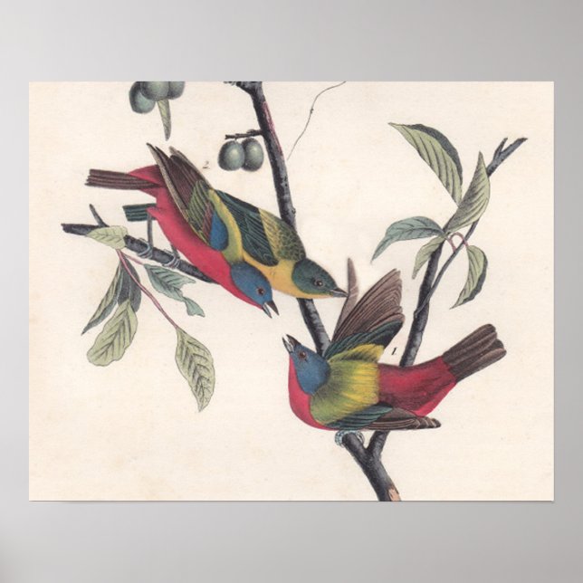 Audubon Pavisserligen Bunting Bird Wildlife Poster (Framsidan)
