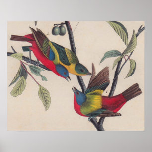 Audubon Pavisserligen Bunting Bird Wildlife Poster