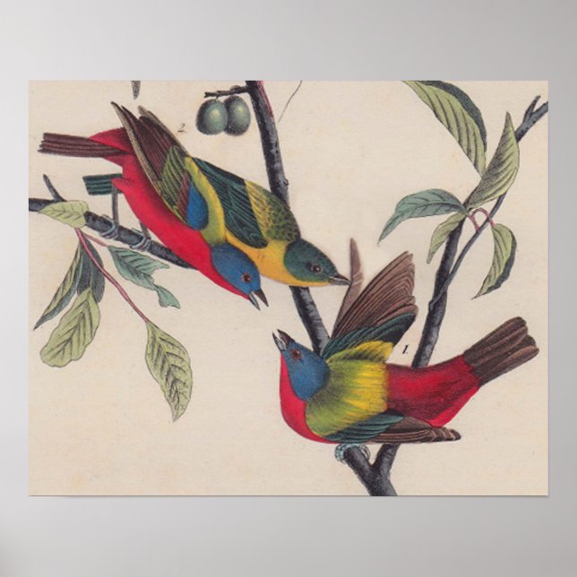 Audubon Pavisserligen Bunting Bird Wildlife Poster (Framsidan)