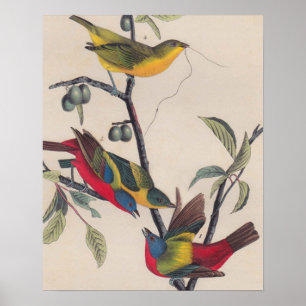 Audubon Pavisserligen Bunting Bird Wildlife Poster