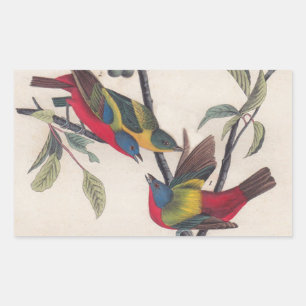 Audubon Pavisserligen Bunting Bird Wildlife Rektangulärt Klistermärke
