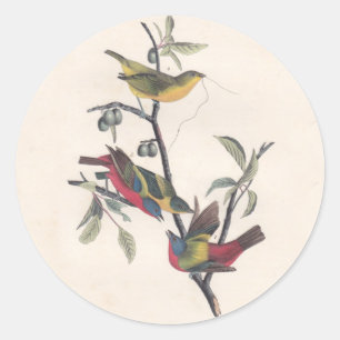 Audubon Pavisserligen Bunting Bird Wildlife Runt Klistermärke